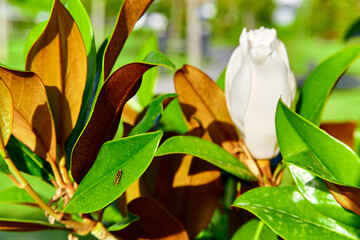 Fototapeta na wymiar White magnolia alba bud blooms among the green foliage and grass under the bright sun, focus on the leaf with bee near it