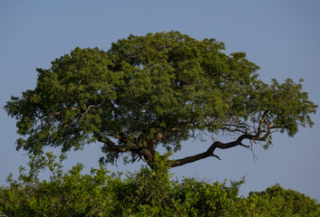 Bäume und im Hintergrund das Naturreservat Hluhluwe Imfolozi Park Südafrika