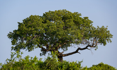 Bäume und im Hintergrund das Naturreservat Hluhluwe Imfolozi Park Südafrika