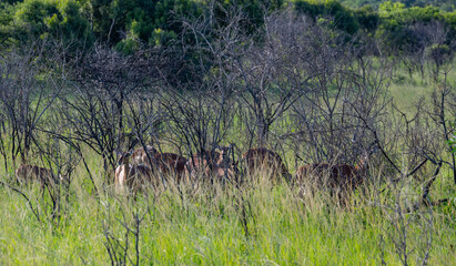 Nyala Antilope im Naturreservat Hluhluwe Nationalpark Südafrika