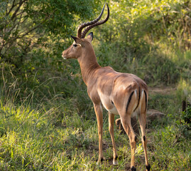 Naklejka na ściany i meble Impalas im Naturreservat Hluhluwe Nationalpark Südafrika