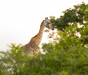 Giraffe im Naturreservat im Hluhluwe Nationalpark Südafrika