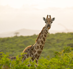 Giraffe im Naturreservat im Hluhluwe Nationalpark Südafrika