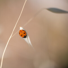 coccinelle posée sur une brindille