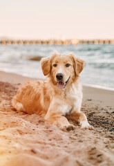 Golden retriever on the coastline. Companion dog sitting on the sandy beach