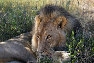 Male Lion in the Kgalagadi