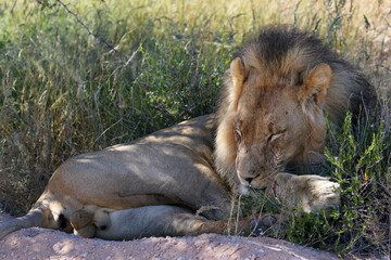 Male Lion in the Kgalagadi