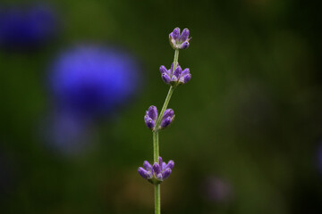 lavender purple flowers in the garden