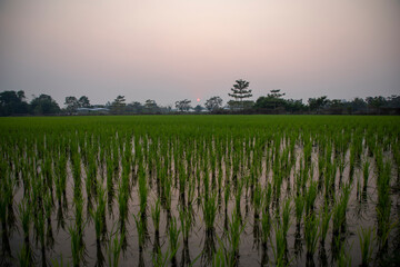 Por do sol em frente &agrave; uma planta&ccedil;&atilde;o de arroz