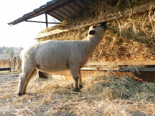 Closeup photo of an isolated Hampshire Down Ewe sheep eating hay from an outdoor hay rack at the barn, on a sheep farm in Gauteng, South Africa