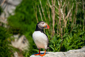 Puffin bird  on stones among green grass. USA. Maine
