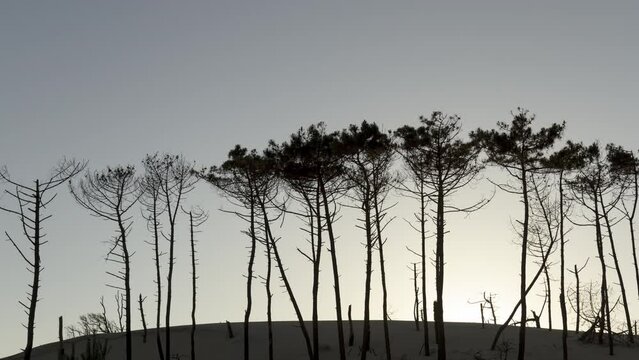 Sunset behind dune with pine-trees time lapse