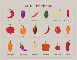 Variety of Hot Chili Peppers. Stock Vector illustration.