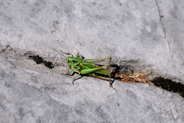 Green grasshopper on a rock