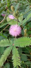 Mimosa pudica photos