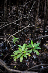 Natural scene of green mangrove trees growing in dark area of forest.