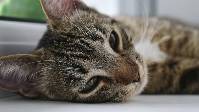 close up of a cat slepping near the window. Domestic animals