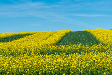 Obraz premium Beautiful flowering rapeseed field next to the forest. Yellow-green stripes on a field sown with rapeseed. An ecologically clean place for growing wheat, rye, rapeseed and other agricultural crops.