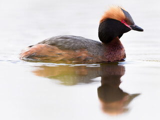 The horned grebe (Podiceps auritus) in a wetland