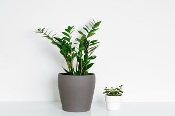 Indoor zamioculcas plant in a gray ceramic pot with crassula in white modern pot. Side view on wood shelf against a white wall. 