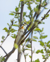 Chiffchaff Bird (Latin Phylloscopus collybita) 
 A small woodland bird of the warbler family with a greenish-brown top and whitish underside. It breeds in light coniferous and mixed forests of Europe 