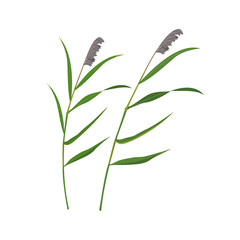 Fototapeta premium Cane dry panicles isolated on white. Swamp vegetation element.