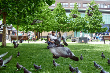 A flock of pigeons in the park. Feeding pigeons. Pigeons peck on the lawn.