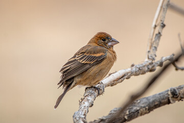 Female Blue Grosbeak