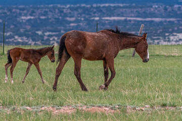 Fototapeta premium Horse and Foal