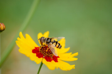 Macro of Mimic Syrphid Fly Pollinating Summer Garden Flower Background