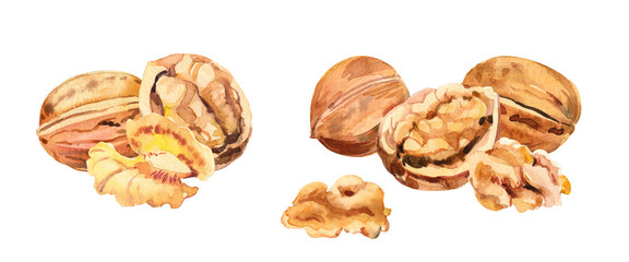 Watercolor hand painted walnut nut and leaves illustration set. Hand drawn watercolor illustration isolated on white background