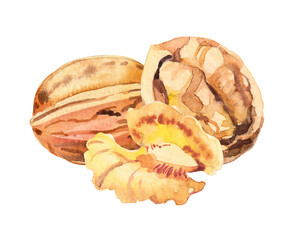 Watercolor hand painted walnut nut and leaves illustration set. Hand drawn watercolor illustration isolated on white background