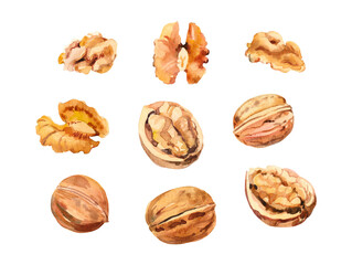 Watercolor hand painted walnut nut and leaves illustration set. Hand drawn watercolor illustration isolated on white background
