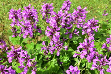 Fototapeta premium Betonica macrantha au jardin