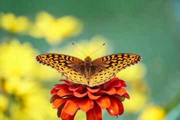 Aphrodite Fritillary Butterfly poses on summer garden flower in macro background