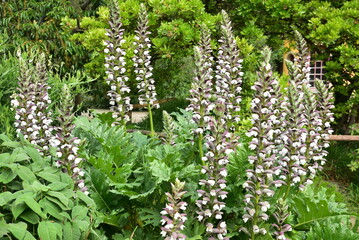 Acanthus mollis au printemps