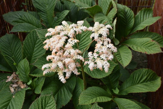 Rodgersia pinnata au jardin