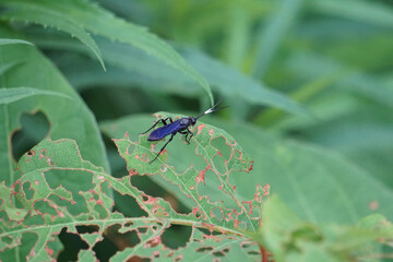 Beautiful Purple Winged Bug Walks on Leaf in Summer Garden Background