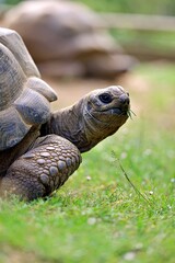 Tortue géante alhambra reptile animal