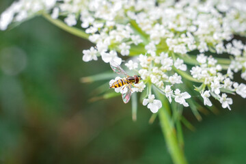 Hover Fly Pollinates Queen Anne's Lace Flower in macro Summer garden background