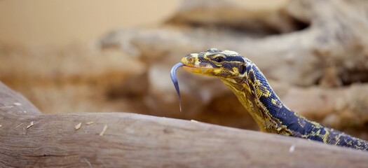 Varan dans un zoo avec main de femme - reptile lézard
