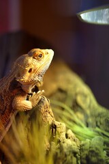 Pogona lézard reptile ou dragon barbue dans son terrarium