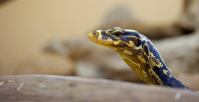 Varan reptile animal l&eacute;zard 