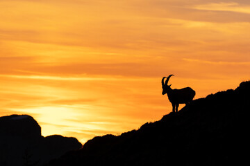 Alpine ibex is looking on sunset. Ibex in Switzerland Alps. Wildlife in mountains.  - obrazy, fototapety, plakaty