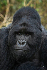 Mountain gorilla in Mgahinga National Park. Gorilla is laing in rainforest. African safari. 