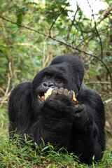 Mountain gorilla in Mgahinga National Park. Gorilla is laing in rainforest. African safari. 