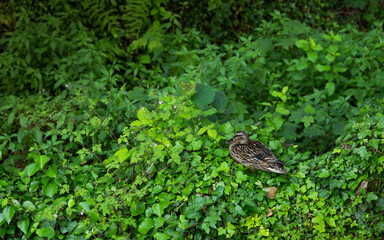 Duck in the park by the river. Nature wildlife mallard duck on a green grass.