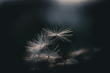 Dandelion seeds float in the moonlight in summer garden background