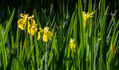 Blooming Yellow Iris Pseudacorus Flowers