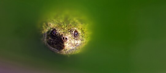 Tortue aquatique dans l'eau - animalier faune